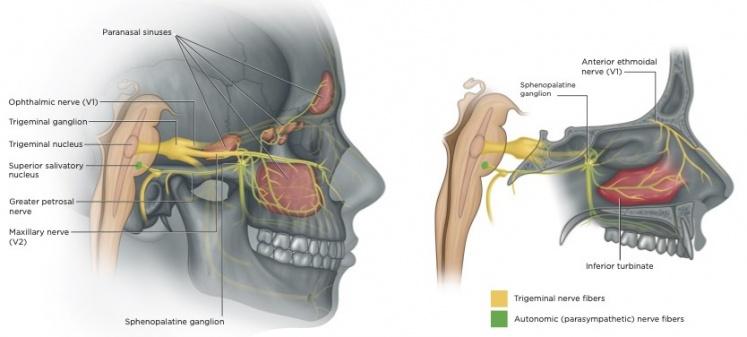 Anatomy of the trigeminal nerve and its branches innervating the face, sinuses, and nasal lining—explaining why migraine produces sinus-like facial symptoms