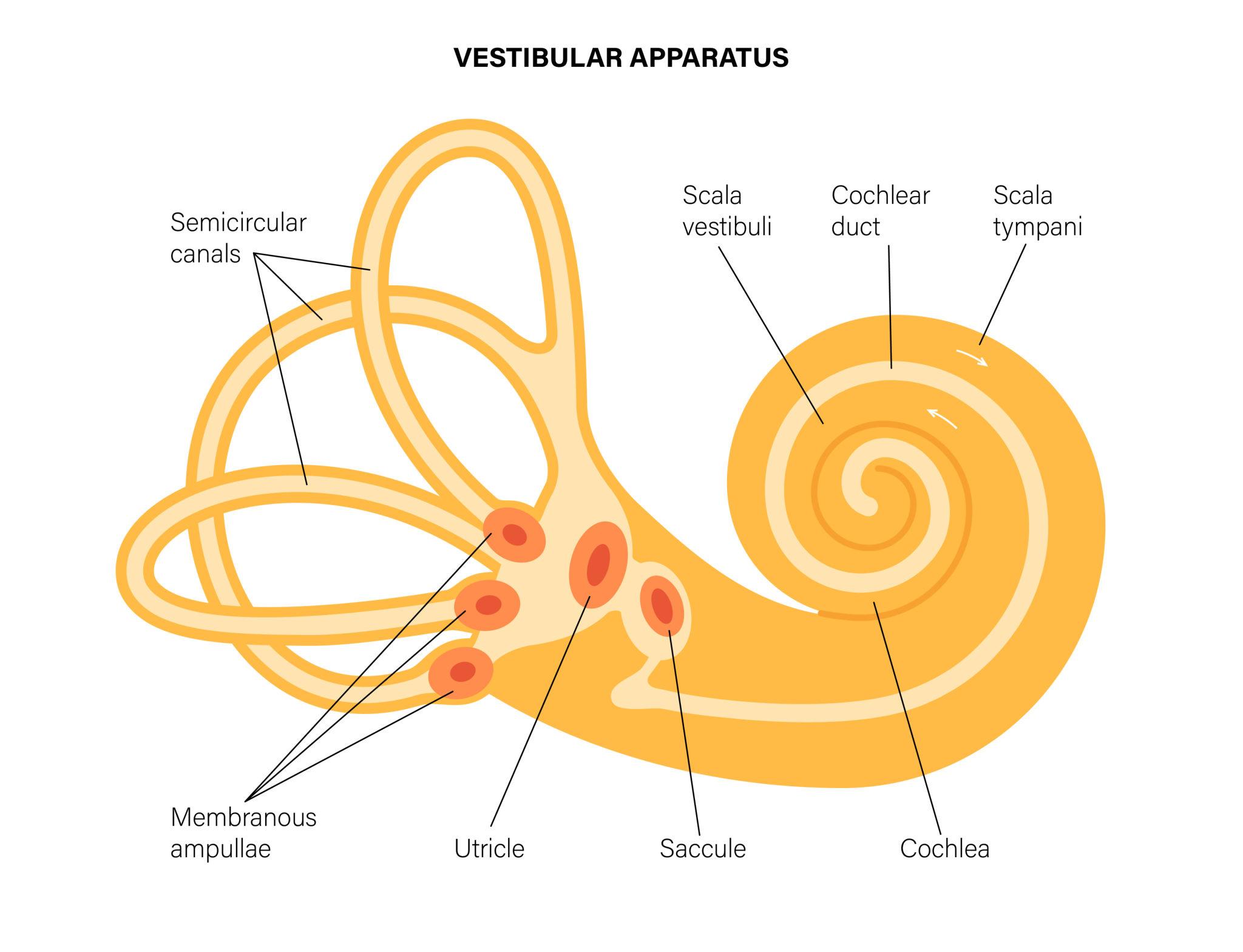 Vestibular apparatus anatomy showing semicircular canals, utricle, saccule, and cochlea