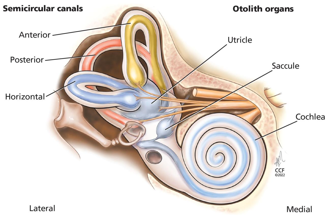 BPPV: inner ear balance organs and otoliths