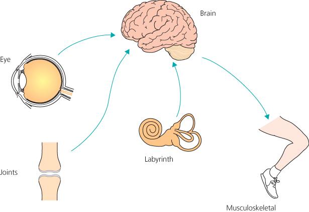 Balance system inputs from the eyes, inner ear, joints, and musculoskeletal system converging in the brain